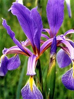 Photos Iris spuria