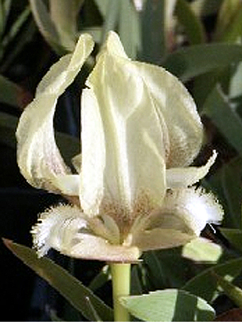 Photos Iris suaveolens - German iris