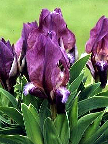 Photos Iris suaveolens var. rubromarginata - 