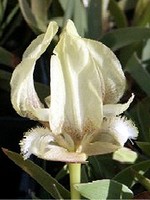 Photos Iris suaveolens