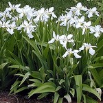 Foto Iris tectorum