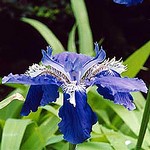 Photos Iris tectorum