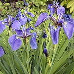 Photos Iris tenax