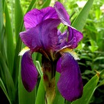 Photos Iris Barbata-Elatior