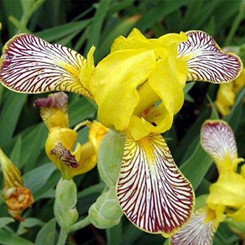 Photos Iris variegata -