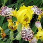 Photos Iris variegata