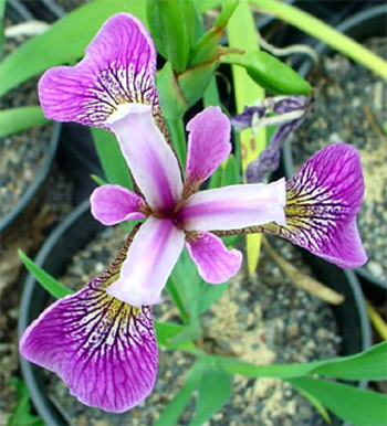 Photos Iris versicolor -