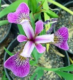 Photos Iris versicolor