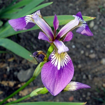 Photos Iris versicolor - German iris