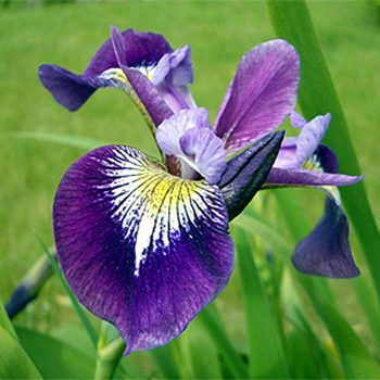 Photos Iris versicolor - German iris