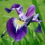 Photos Iris versicolor
