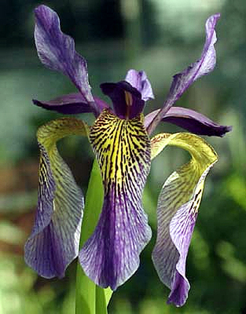 Photos Iris wilsonii - 