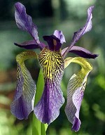 Photos Iris wilsonii
