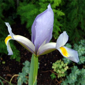 Photos Iris xiphioides - German iris