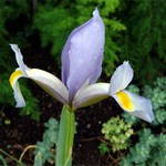 Photos Iris xiphioides