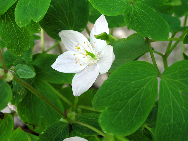 Photos  - 