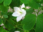 Isopyrum thalictroides - Muschelbl�mchen
