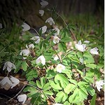 Isopyrum thalictroides - Muschelbl�mchen, Schuppenbl�mchen, Tolldocke