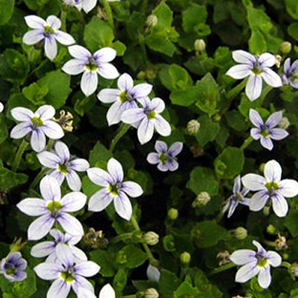 Foto Pratia pendunculata - 