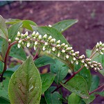 Itea virginica - Amerikanische Rosmarinweide