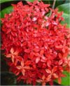 Ixora