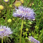 Photos Jasione laevis