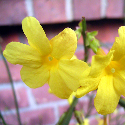 Photos Jasminum nudiflorum - Winter jasmine