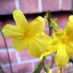 Jasminum nudiflorum - Winter-Jasmin, Gelber Winter-Jasmin