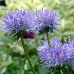 Fotos Jasione laevis