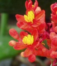 Jatropha