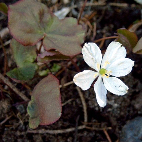 Photos Jeffersonia diphylla - Twinleaf