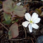 Jeffersonia diphylla - Herzblatt-Schale