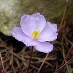 Photos Jeffersonia dubia