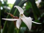 Photos Jumellea sagittata