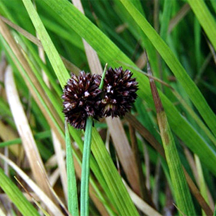 Photos Juncus ensifolius - Common rush