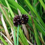 Juncus ensifolius - Zwerg-Binse