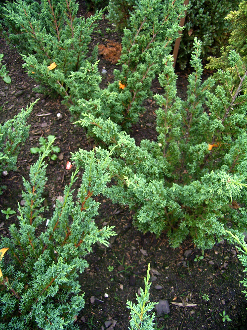 Photos Juniperus chinensis - Chinese juniper
