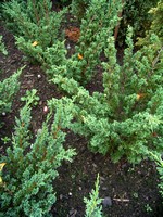 Photos Juniperus chinensis