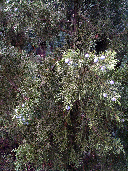 Photos Juniperus chinensis - Chinese juniper