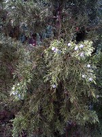 Photos Juniperus chinensis
