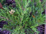 Photos Juniperus chinensis