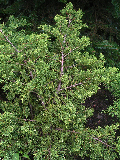Photos Juniperus chinensis - Chinese juniper