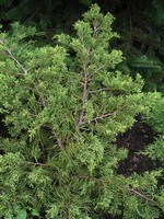 Photos Juniperus chinensis