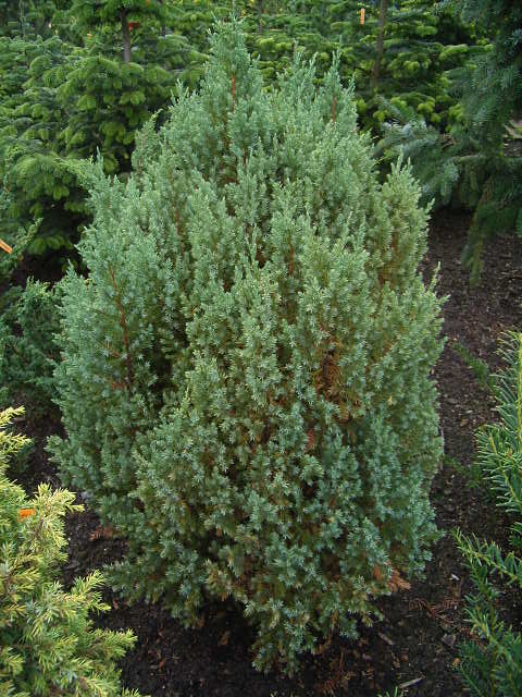 Photos Juniperus chinensis - Chinese juniper