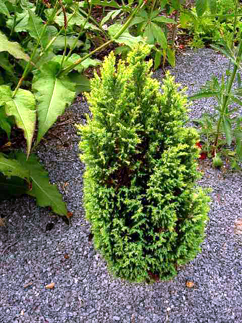 Photos Juniperus communis - Common juniper