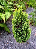 Fotos Juniperus communis
