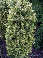 Photos Juniperus communis