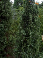 Photos Juniperus communis