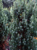 Photos Juniperus communis