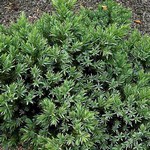 Photos Juniperus squamata